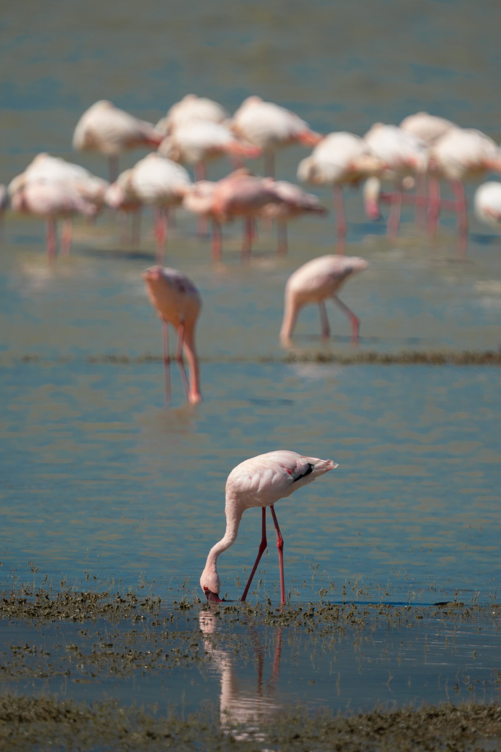Flamants roses sur le Lac Magadi